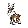 Sawsbuck winter